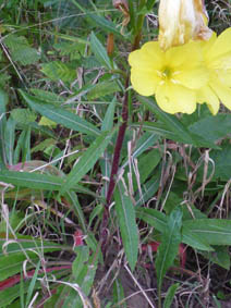 Oenothera glazioviana